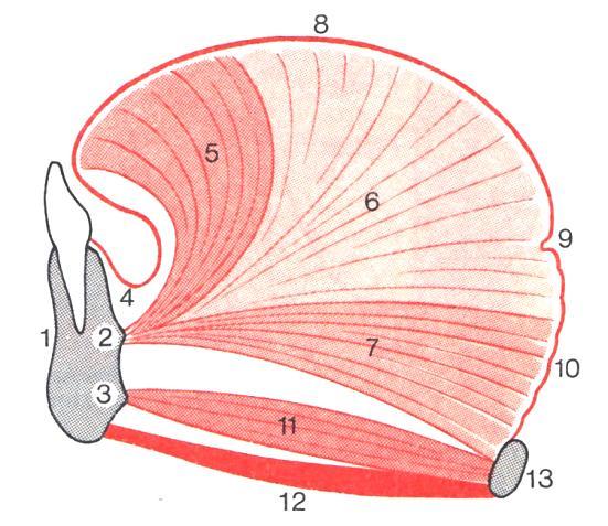 hyoglossus