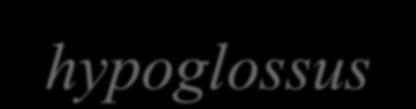 longitudinalis sup.