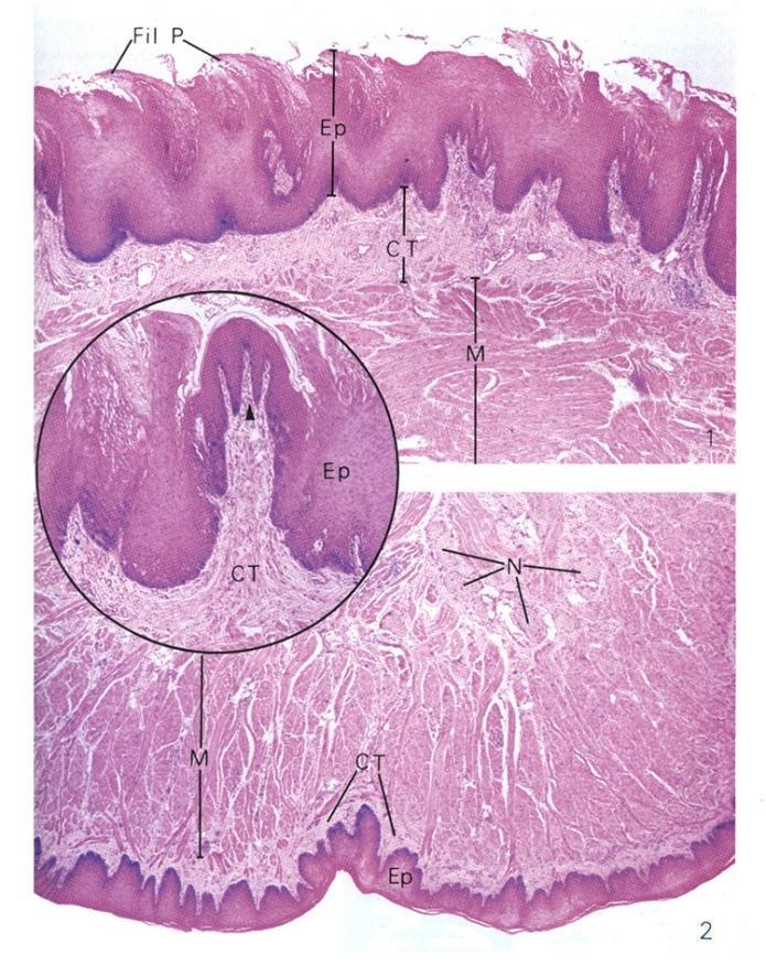 PAPILLA FILIFORMIS A