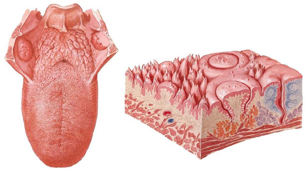 A SULCUS TERMINALIS ELŐTT ÉS
