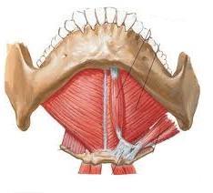 DIAPHRAGMA ORIS M.