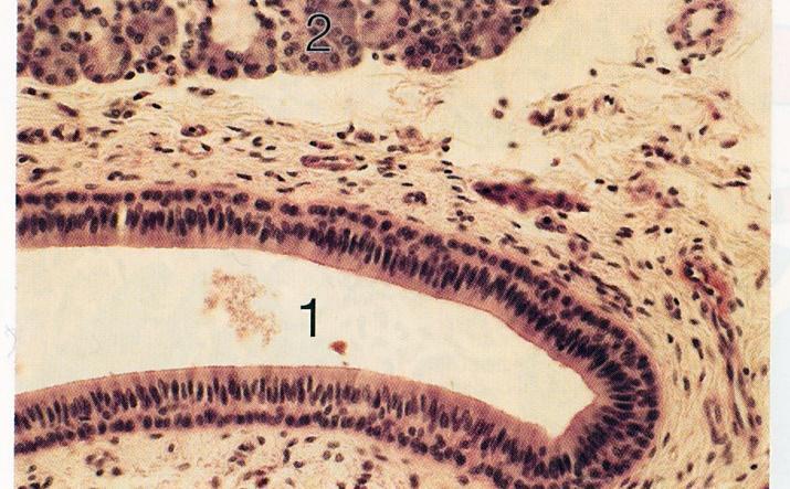 Interlobaris ductus excretorius