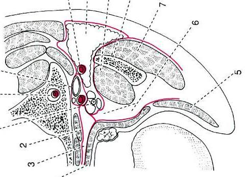 PAROTIS tisztán serosus, lebenyes