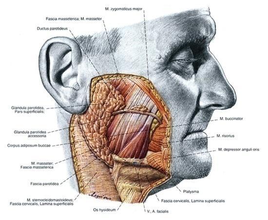 PAROTIDEUS anterior: 1 m.