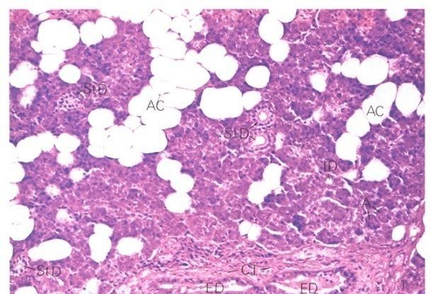 digastricus (venter posterior) medialis: