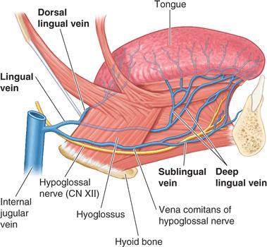 SULCUS LATERALIS LINGUAE Határai: medialis: m. hyoglossus lateralis: m.