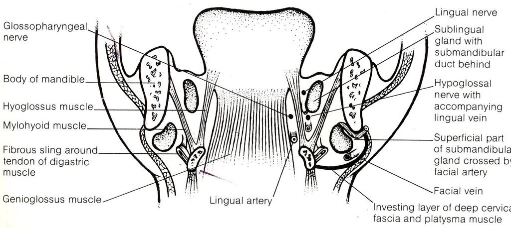 SULCUS LATERALIS LINGUAE Határai: medialis: m. hyoglossus lateralis: m. mylohyoideus felső: paralingualis nyálkahártya Tartalma: n. lingualis d. submandibularis n.