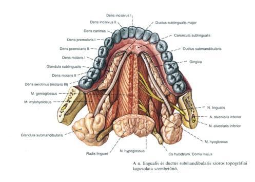 seromucinosus,