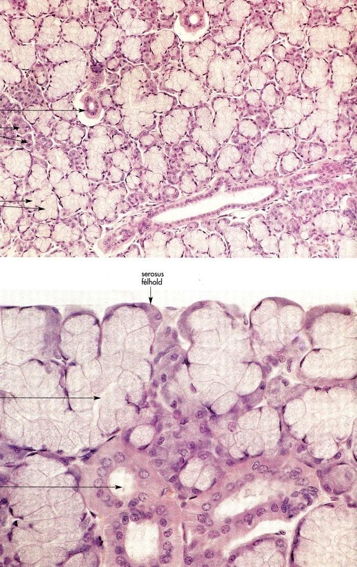 tubuloalveolaris
