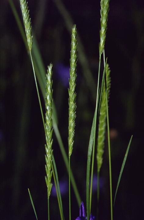Taréjos cincor Cynosurus cristatus Legelőkön, nagyobb mennyiségben hegyi réteken elterjedt. Közepes termetű (20 60 cm magas), felálló hajtású, sűrűn gyepes, évelő faj.