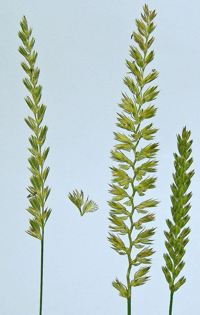 TARÉJOS CINCOR CYNOSURUS CRISTATUS virágzata egyoldalú, kalászképű buga kezdetben lapított henger, később lazán szétterülő termékeny füzérkéket egy meddő füzérke takarja, amely szárnyasan összeálló