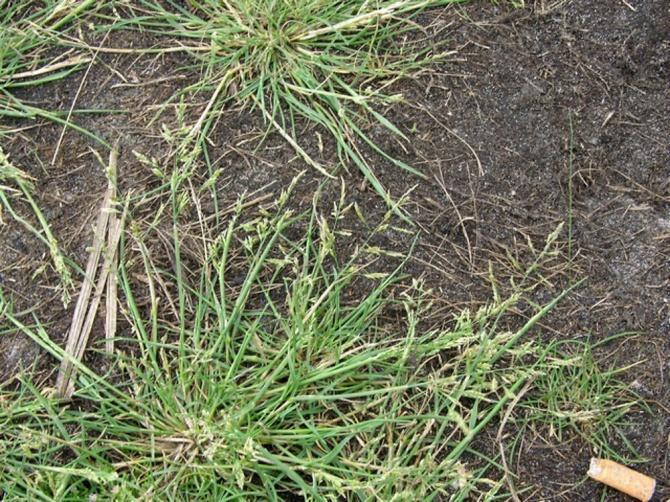 KÖZÖNSÉGES MÉZPÁZSIT PUCCINELLIA DISTANS kitűnő takarmányt ad, kedvelik az állatok erősen szikes talajon is alacsony növésű, 20-40 cm hamar el is fekszik fülecske nincs