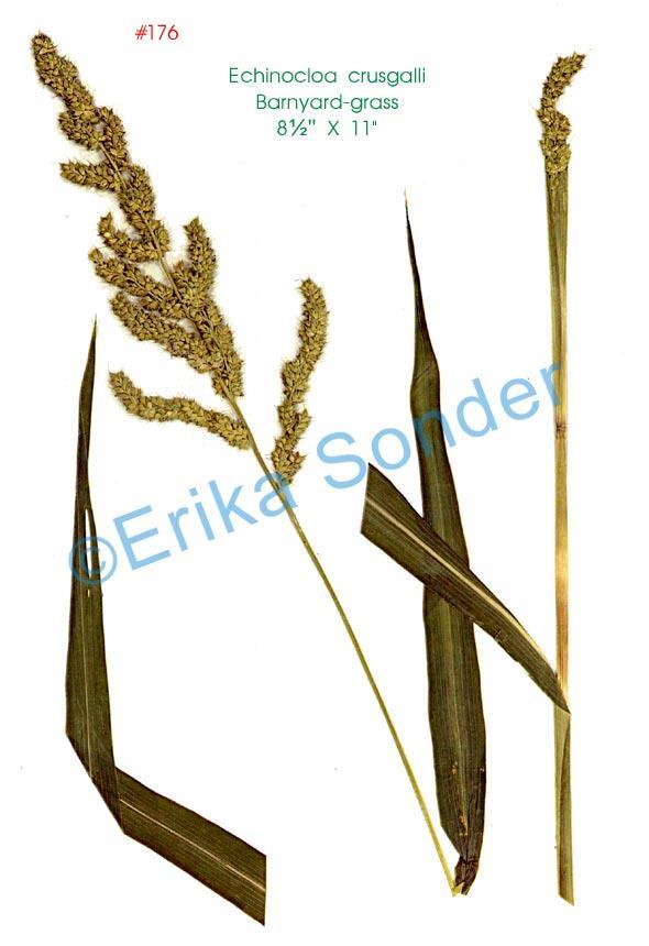 Echinocloa crus-galli Közönséges kakaslábfű A
