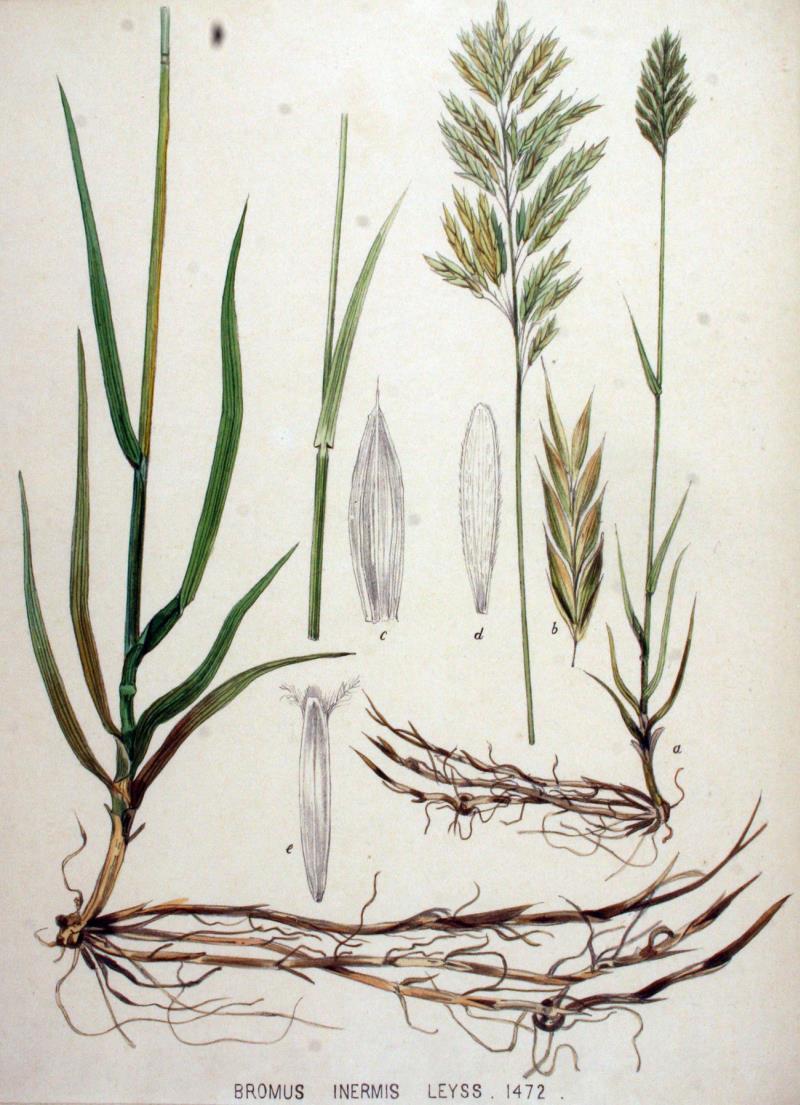 Bromus inermis -- árva rozsnok Évelő, erőteljes, tarackos növény. A külső toklász csúcs általában lekerekített és kicsípett, szálkája hiányzik, vagy a főér max.