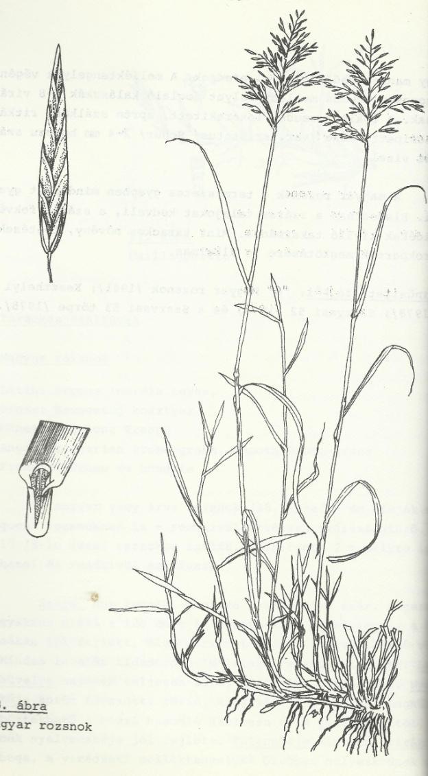 BROMUS INERMIS Magyar rozsnok, árva vagy mágocsi rozsnok Rendkívül értékes, szárazságtűrő évelő, 8-10 év gyökere 2 m mélyre is lehatol, rendkívül szétágazó szára dúslevelű, magasra