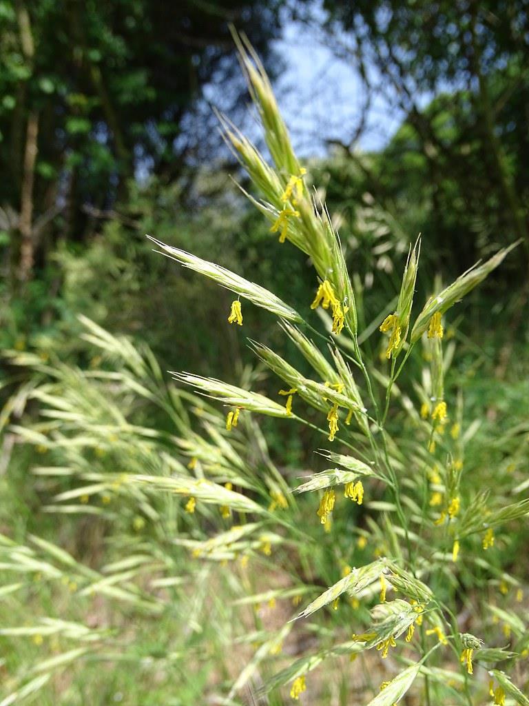 Bromus inermis