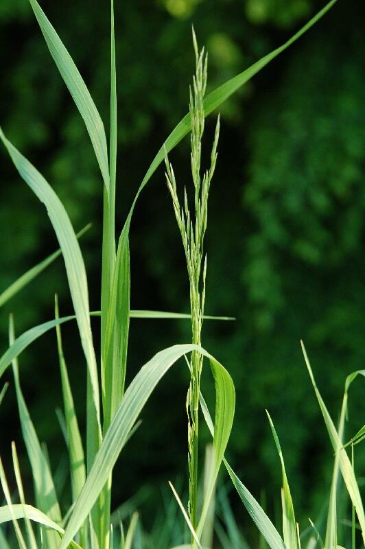 Bromus inermis árva rozsnok tarackos évelő faj Hajtása felálló, levele széles lemezű (10-30 mm),