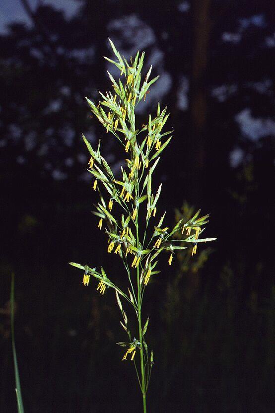 Bromus