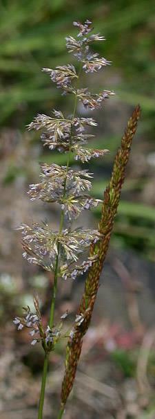 Agrostis stolonifera (alba) - fehér tippan Kozmopolita, nedves gyepekben A