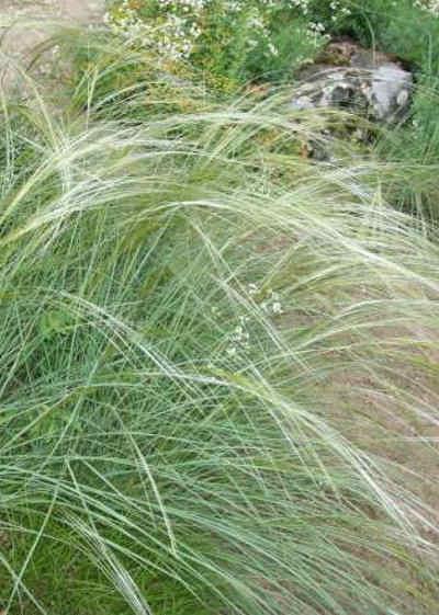 Stipa