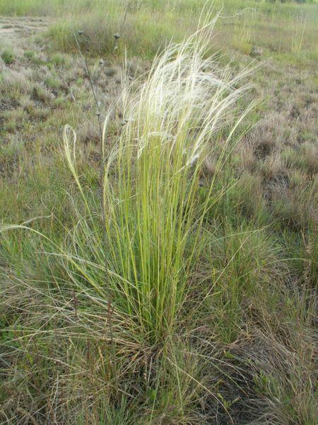 Stipa borysthenica - homoki árvalányhaj Szálas levelének csúcsa szőrpamacsot visel Virágában a külső