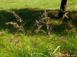 Echinochloa crus-galli (L.) P. Beuv. közönséges kakaslábfű Kozmopolita faj, nedvesebb helyeken, vetésekben mindenütt gyakori egyéves.