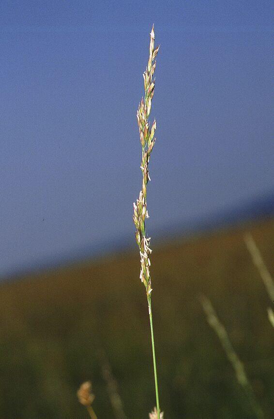 Termesztett, faj Festuca arundinacea nádképű csenkesz Tápanyagokban gazdag talajokon vadon is előfordul. szára 120-150 cm magasra a buga alatt érdes.