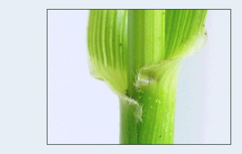 Festuca arundinacea nádképű csenkesz