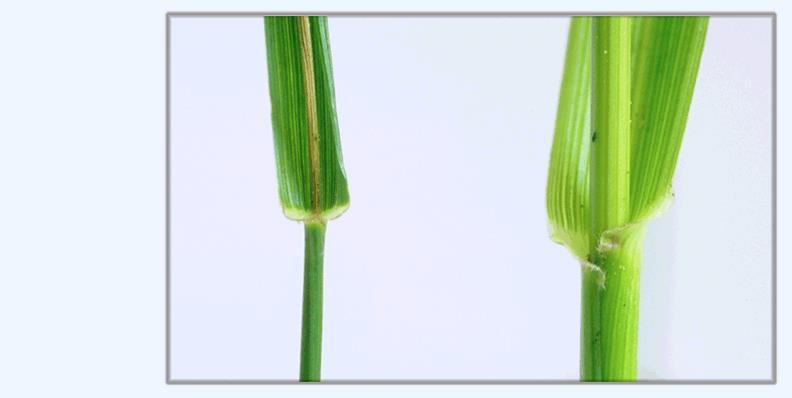 Festuca arundinacea nádképű csenkesz (jobbra) és Festuca pratensis