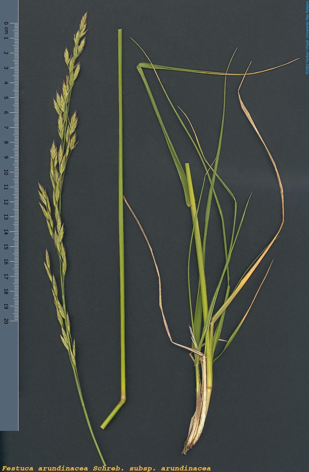 Festuca