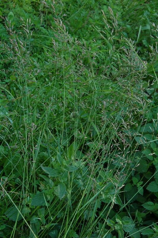Festuca pratensis réti csenkesz Évelő, magastermetű (30-100 cm magas) növény. Mezofil réteken gyakori, állományalkotó növény.