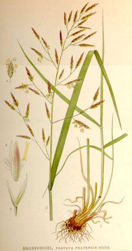 Festuca