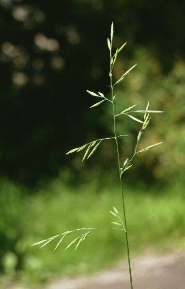 Réti csenkesz (Festuca pratensis) Évelő, magas termetű (30 100 cm magas) növény. Mezofil réteken gyakori, állományalkotó. Levelei 1 cm szélesek, tőlevelei virágzáskor elszáradnak.