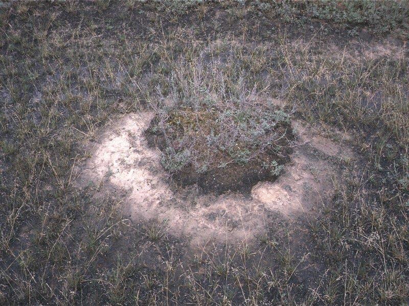 Festuca pseudovina sovány csenkesz Buga: 4-5cm