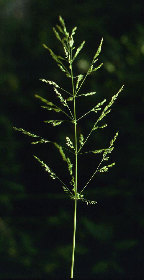 Poa pratensis L. réti perje Évelő, tarackos növény. Kb. 20 50 cm magas, élénkzöld, lazán gyepes. Közepes vízellátottságú (mezofil) rétek gyakori növénye. Levelei szürkészöldek.
