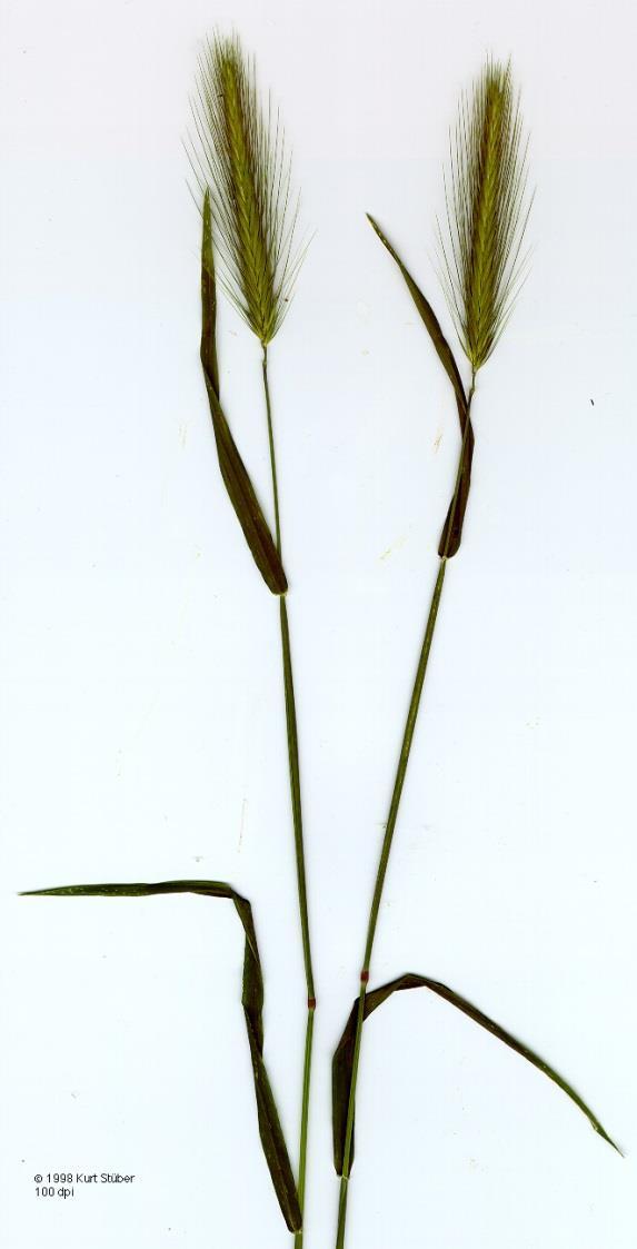 Hordeum