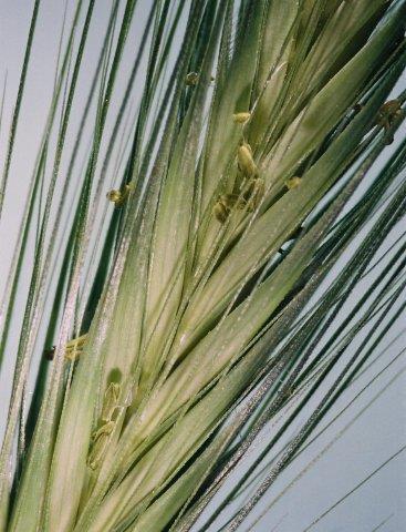 murinum -
