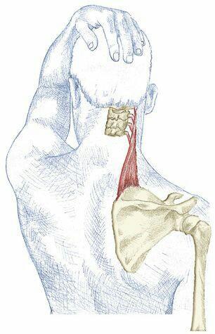 LEVÁTOR SCAPULAE (lapockaemelő izom) ERED: C 1-4 PROCC TRANS.