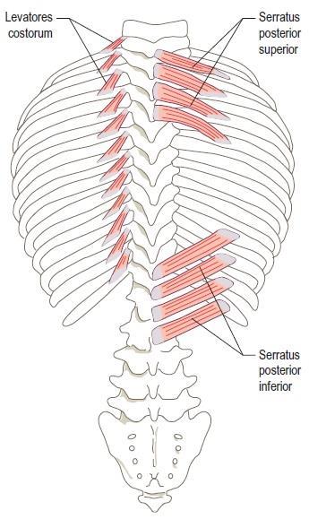 M.SERRATUS POSTERIOR superior ET inferior POSTERIOR superior EREDÉS: C6-7 procc.spin.