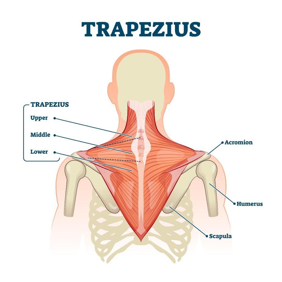 M.TRAPEZIUS (CSUKLYÁSIZOM) E: koponya, a hát középvonalán (proc. Spin.