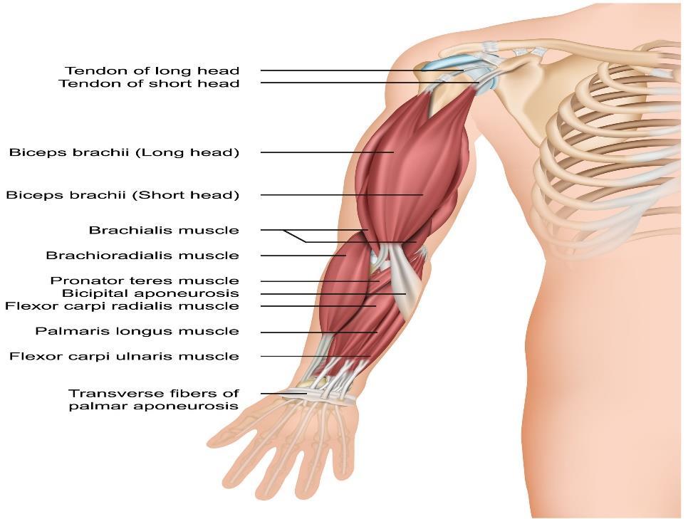 M.BICEPS BRAHII (kétfejű karizom) Eredés: Hosszú feje a vállízületen áthaladó hosszú ínnal a tuberculum supraglenoidalén