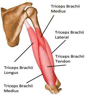 M.TRICEPS BRACHII (háromfejű karizom) Eredés: Hosszú feje: Lapocka oldalsó részén Laterális feje: