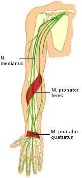 M.PRONATOR TERES (borintó izom) Eredés: Első feje: Felkarcsont belső dudoráról Második fej: