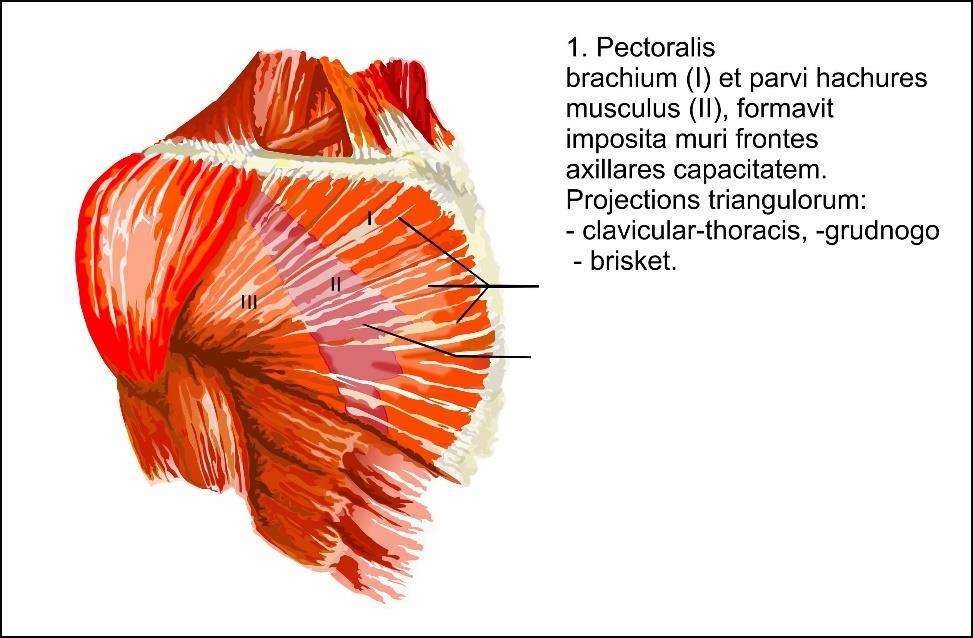 M.PECTORALIS MAJOR (nagy mellizom) EREDÉS: Kulcscsont külső oldalán, belső és középső harmadában Szegycsont