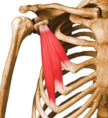 PECTORALIS MINOR (kis mellizom) EREDÉS: 3-5 borda elülső felszínén TAPADÁS: Lapocka processus