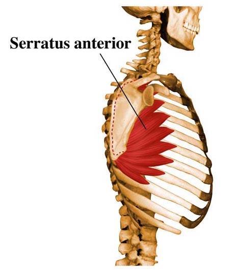 M.SERRATUS ANTERIOR (elülső fűrészizom) EREDÉS: 1-9 bordán TAPADÁS: Lapocka margo mediálisán, alsó rostok angulus inferior