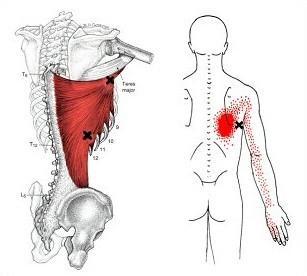M.LATISSIMUS