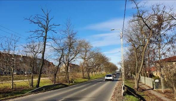 út egyes szakaszait japánakác (Tiphnolobium japonicum)