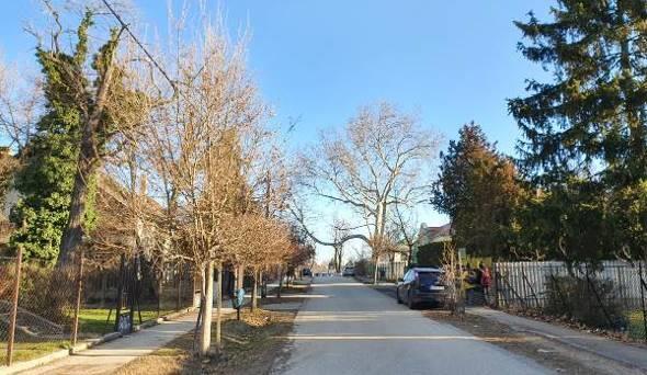 kétszer kettős platán fasor A megtartandó fasor az utca nyugati