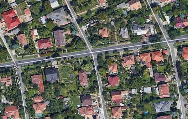 idős ezüstjuharok A két idős ezüstjuhar